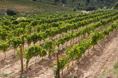 View of vineyard against plants