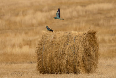 Bird flying over a field