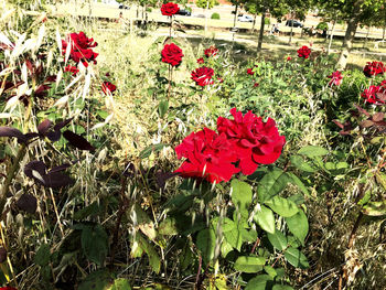 Close-up of red flowering plant in park