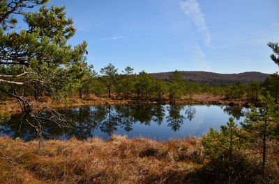 Scenic view of lake in forest against sky