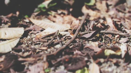 Close-up of autumn leaves on tree