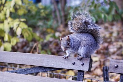 Close-up of squirrel sitting on railing