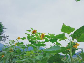 Low angle view of plant against sky