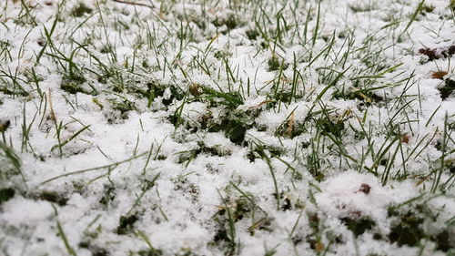 Snow covered plants on field