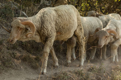 Sheep in a field