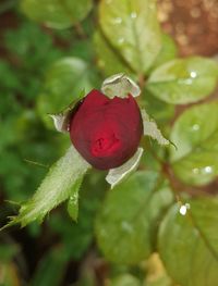 Close-up of wet red flower