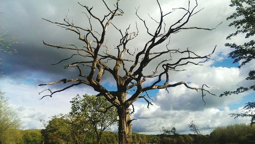 Low angle view of bare trees against cloudy sky