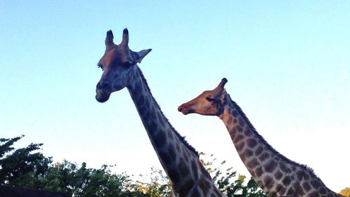 Low angle view of giraffe against clear blue sky