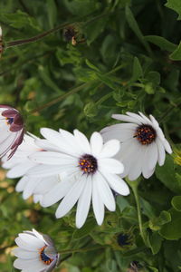 High angle view of white flowering plants