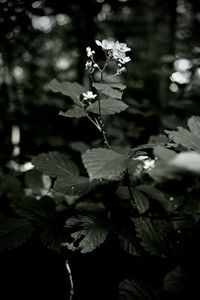 plant