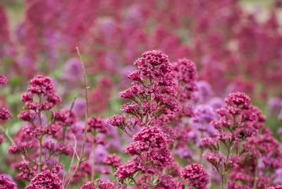 Close-up of pink flowering plant