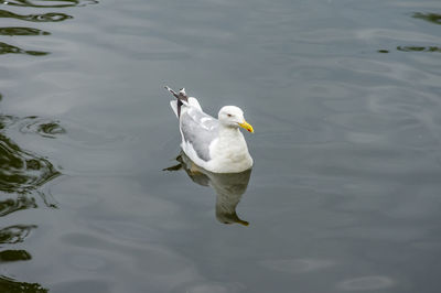 High angle view of seagull swimming in lake