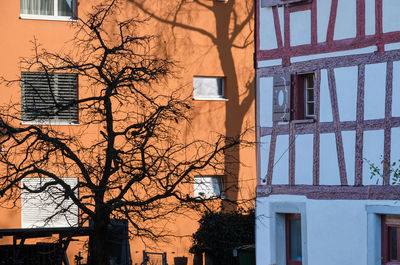 Low angle view of tree and building against sky