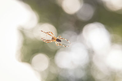 Close-up of insect on flower