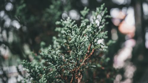 Close-up of pine tree branch during winter