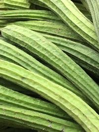 Full frame shot of green leaves