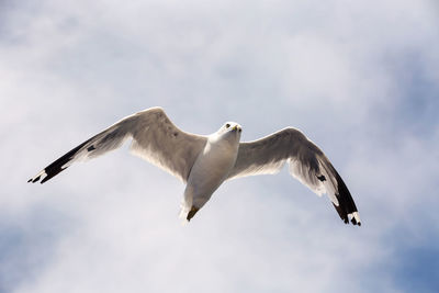 Low angle view of seagull flying