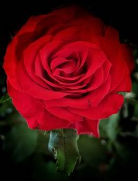 Close-up of red rose