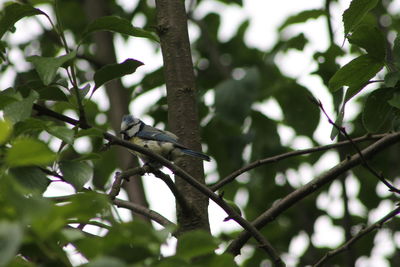 Bird perching on tree branch