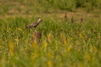 Bird perching on a field