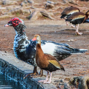 Close-up of a whistler duck and muscovy duck 