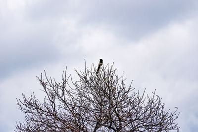 Low angle view of bird perching on tree