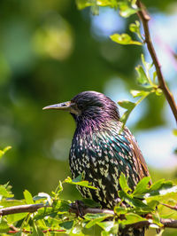 Close-up of bird perching on tree