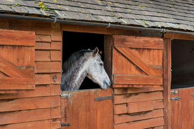 White horse in a stable looking out over half open dutch door.