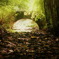 View of canal passing through forest