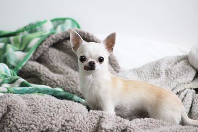 Cookie the chihuahua 