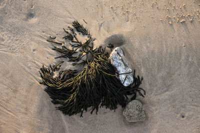 High angle view of bird on beach