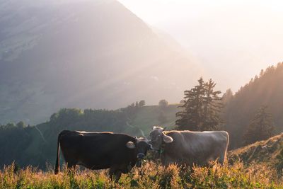 Cows standing on mountain during sunrise