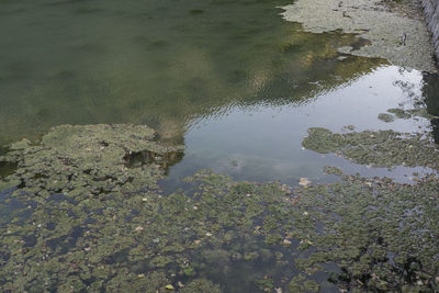 High angle view of plants floating on water