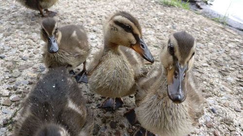 Ducks in a zoo