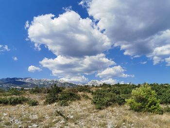 Plants growing on land against sky