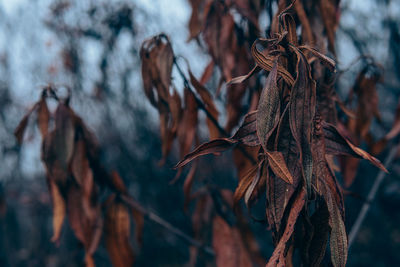 Close-up of dried leaves