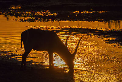 View of horse on field during sunset