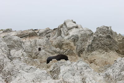 Low angle view of sheep on rock