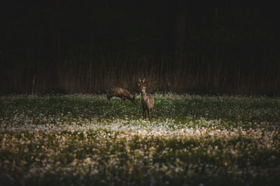 Deer on field