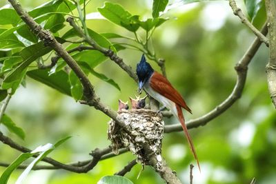 Low angle view of bird perching on branch