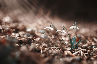 Close-up of mushroom growing on field