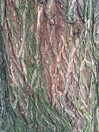 Full frame shot of tree trunk