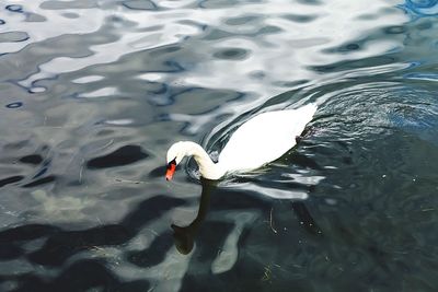 View of swimming in water