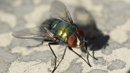 Close-up of fly on floor