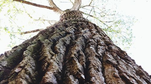 Low angle view of tree against sky