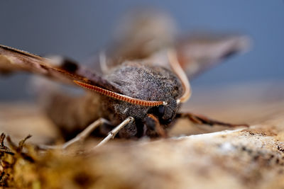 Close-up of insect