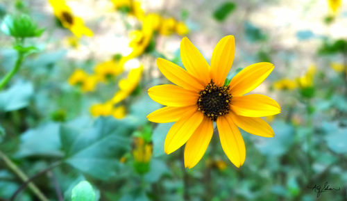 Close-up of yellow flower