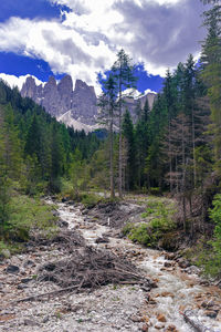 Scenic view of forest against sky