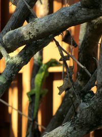 Close-up of rusty metal