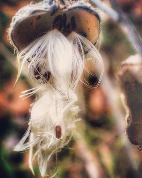 focus on foreground, close-up, animal themes, one animal, animal hair, domestic animals, selective focus, field, mammal, animal head, outdoors, day, animal body part, white color, nature, no people, flower, softness, part of, dog